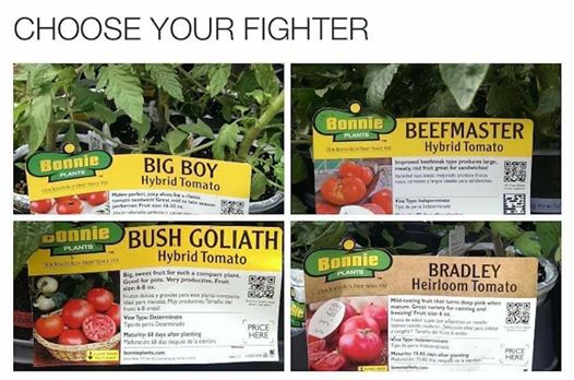 goliath.jpg