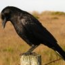 Corvid